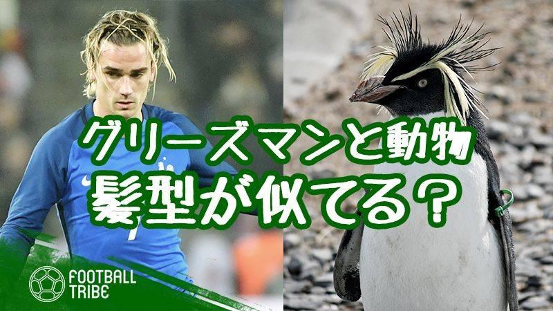 グリーズマンの髪型は動物にそっくり 過去のヘアスタイルを振り返る Football Tribe Japan